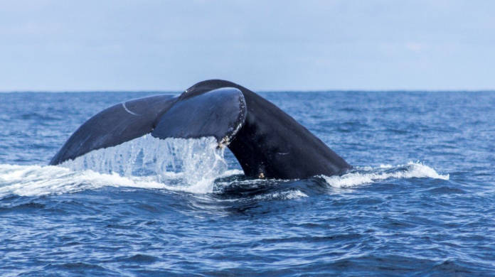 avistamiento ballenas